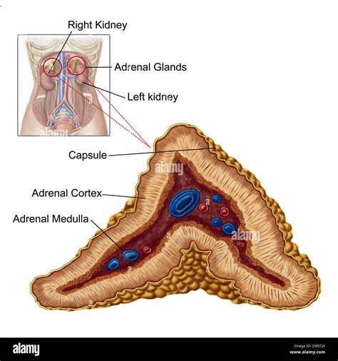 Anatomy of adrenal gland, transverse section Stock Photo - Alamy