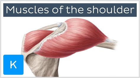 Shoulder Joint Muscles