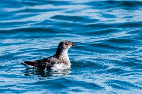 Petrel Peruano Características Reprodução Alimentação E Habitat