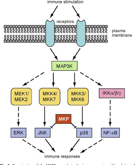 Figure 1 From Regulation Of Jnk And P38 Mapk In The Immune System