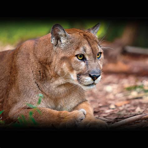 List 101 Images Pictures Of A Florida Panther Excellent