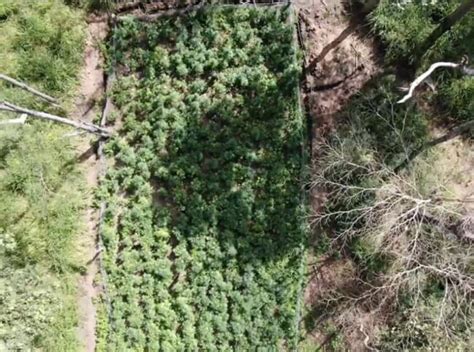 Queensland Man Convicted After 20million Of Cannabis Discovered Near