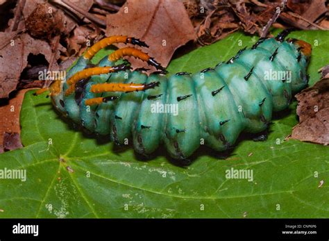 Regal Moth Caterpillar, Hickory Horned Caterpillar, Citheronia regalis ...