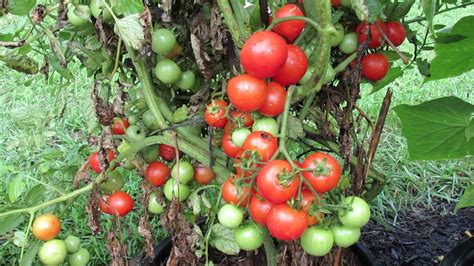 60 Seconds Or Sow All About Determinate Tomatoes Massive Fruiting