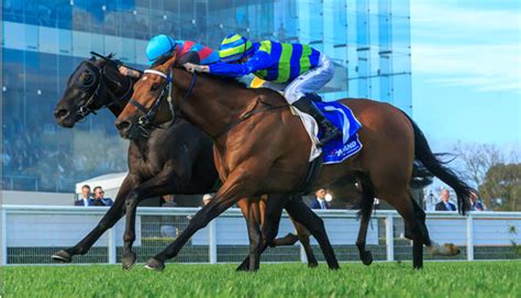 australian  winner  churchill breednet