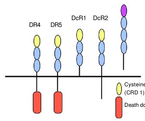 Schematic Of The Five Trail Receptors The Extracellular Cysteine Rich