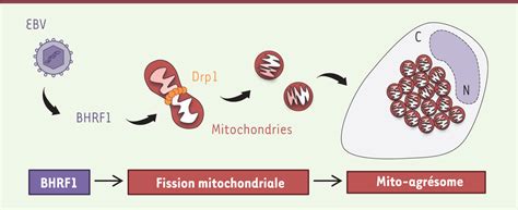 La Mitophagie Une Strat Gie Du Virus Depstein Barr Pour Chapper L