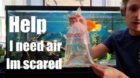 How To Acclimate Your New Fish More Air In The BAG YouTube