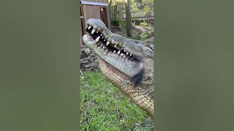 Giant Saltwater Crocodile Devours Pig Leg‼️ Gatorland Crocodile Youtube