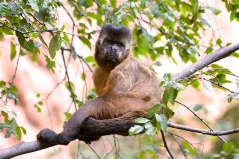 Macaco Prego Capuchin Monkey Serra Da Capivara A Photo On