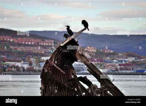 Beautiful Big Black Cormorant Birds Sitting On A Old Wooden Ship Wreck