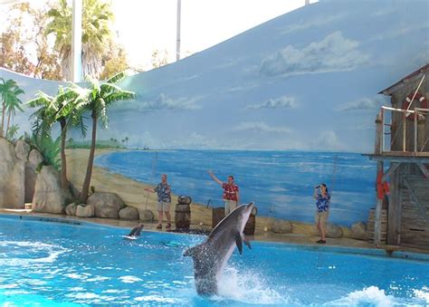 Former Directors of Six Flags Vallejo Accuse Park of Abuse | Dolphin Project