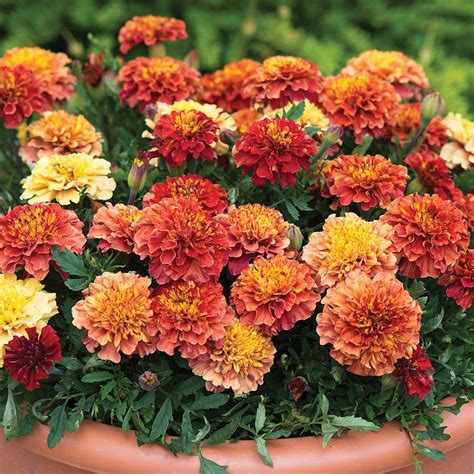 Strawberry Blonde Marigold Seeds Urban Farmer