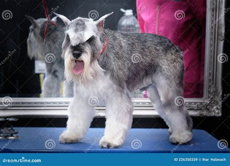 Miniature Schnauzer After Trimming On The Grooming Table Stock Image