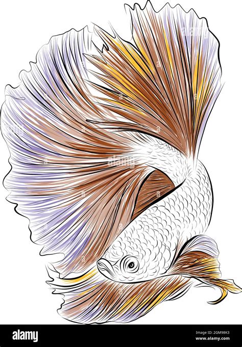 Hand Drawn Sketch Of Siamese Betta Fish Vector Illustration Stock