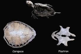 Turtle anatomy - Welcome To Our Webpage