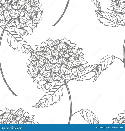 Hydrangea Graphic Illustration In Vintage Style Flowers Drawing And