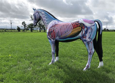 Horse Anatomy Model