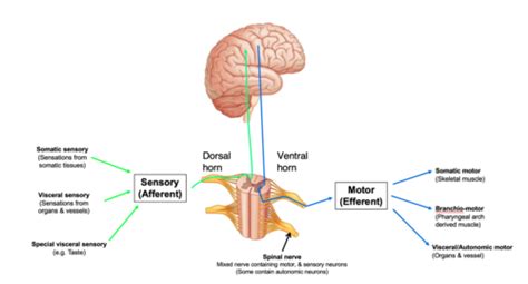 Introduction To The CNS Flashcards Quizlet