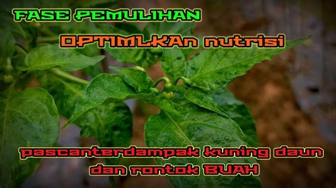 Efek Pemberian Nutrisi Pada Tanaman Cabe Yang Terkena Virus Kuning Daun