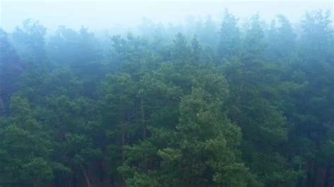 Fog forest brach mist mystery weather na... | Stock Video | Pond5 ...