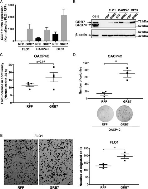 Increased Oncogenic Potential Upon Grb7 Overexpression In Oac Cell