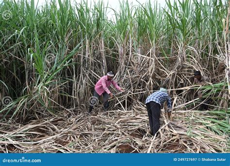 Close Up Of Workers Cutting Sugarcane For Sugar Factory In The