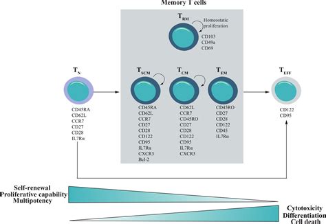 Understanding T Cell Phenotype For The Design Of Effective Chimeric