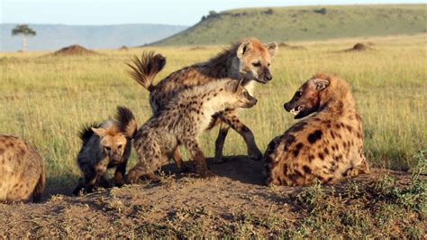 For Hyenas, Climbing the Social Ladder is Easier with Friends | NOVA | PBS