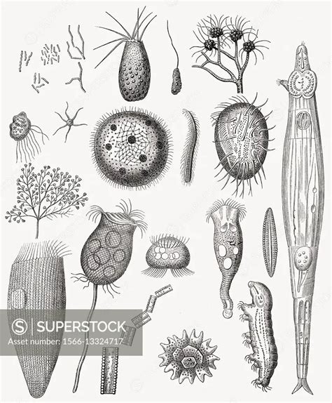 Diatoms Algae Diagram