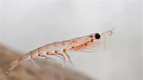 Krill fishing banned across much of the Antarctic under new deal | Sky News