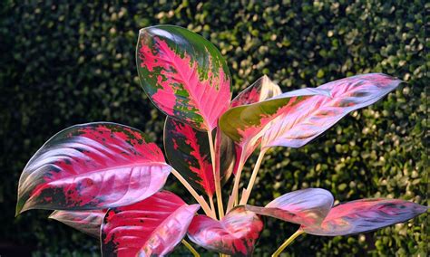 Cómo cultivar la aglaonema una planta bellísima y muy fácil de cuidar