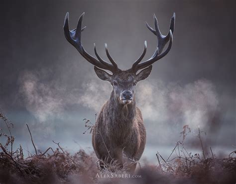 Intense Stag Photo Print In Richmond Park