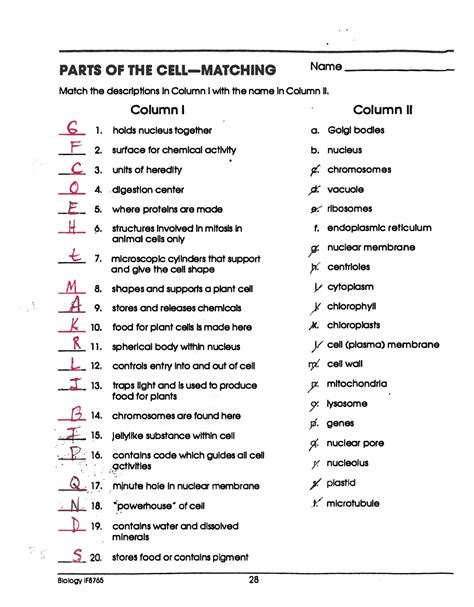 Parts Of The Cell Matching Worksheet With Answer Key Exercises