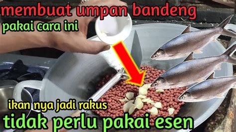 Cara Membuat Umpan Ikan Bandeng Tambak Tanpa Esen Youtube