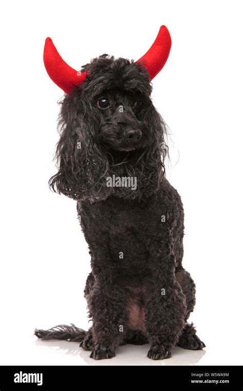 Seated Poodle Wearing Devil Horns Looks To Side On White Background