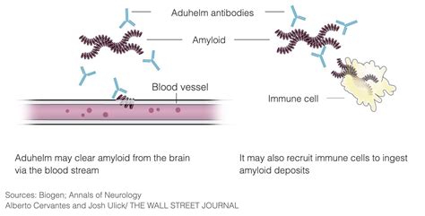 What is Aduhelm (aducanumab) - New Alzheimer's Medicine | Information ...