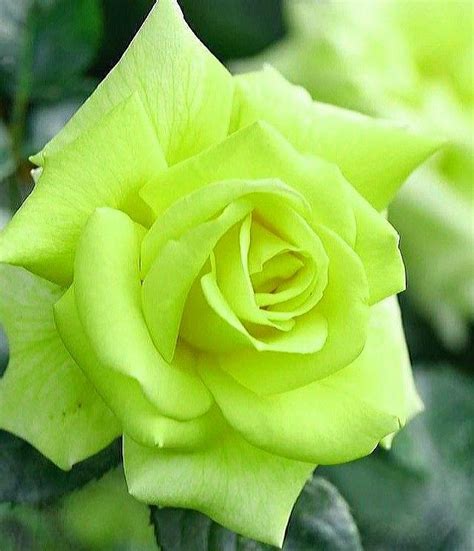 Shamrock Rose R Flowers