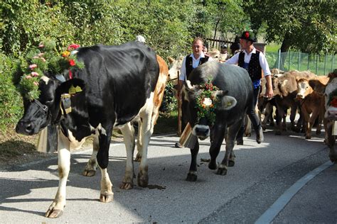 untitled Almabtrieb in Völs am Schlern Südtirol anmu Flickr