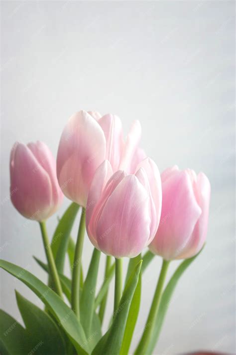 Premium Photo Light Pink Tulips In The Vase Near The White Wall