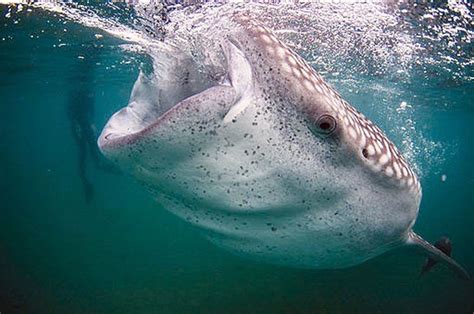 November Elasmobranch Of The Month Whale Shark