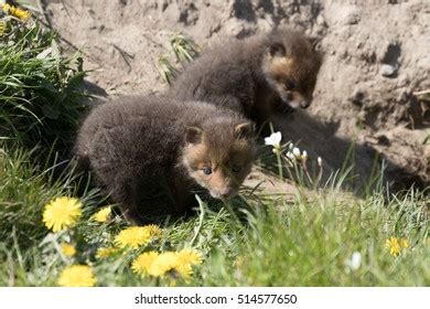 Baby Fox Playing Grass Stock Photo 514577569 | Shutterstock