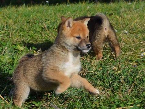 6 chiots Shiba Inus LOF disponibles à la vente Petite Annonce chien