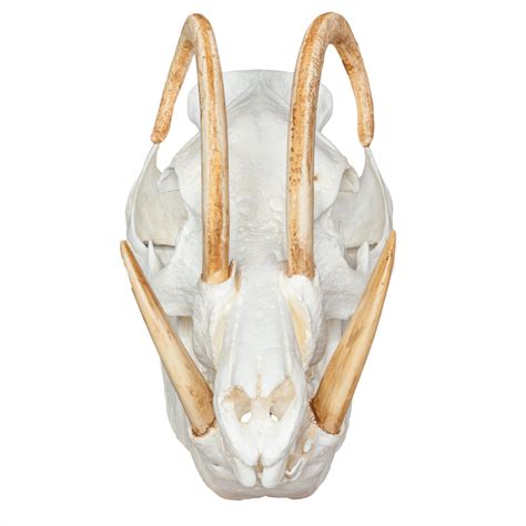 Replica Babirusa Skull For Sale – Skulls Unlimited International, Inc.