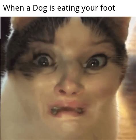 Insert shocked cat face : r/memes