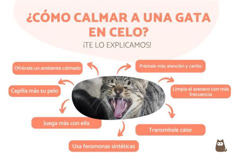 Tres Claves Para Manejar El Celo De Tu Gata Pastilla Adecuada Momento