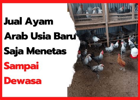 Jual Ayam Arab Usia Baru Saja Menetas Dan Beberapa Informasi Mengenai