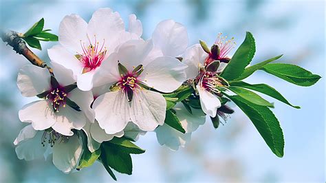 Fase de floración en cultivo de almendro AGRI nova Science