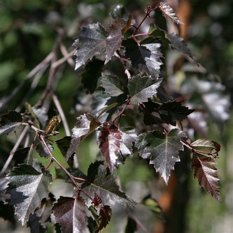 Mesteacan Betula pendula Purpurea - SC PANDORA BLUMEN SRL