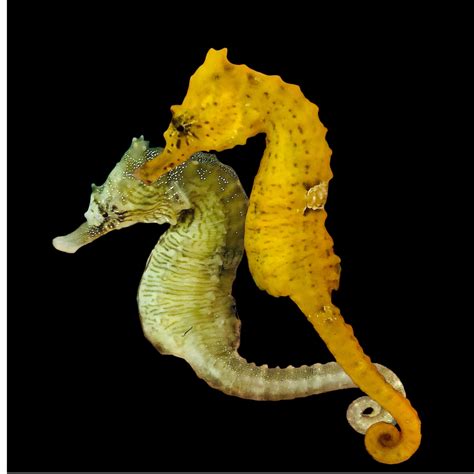 Seahorses Alyssas Seahorse Savvy